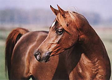 horse abdo texas