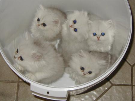 des chat