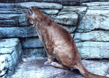 abdo texas lion